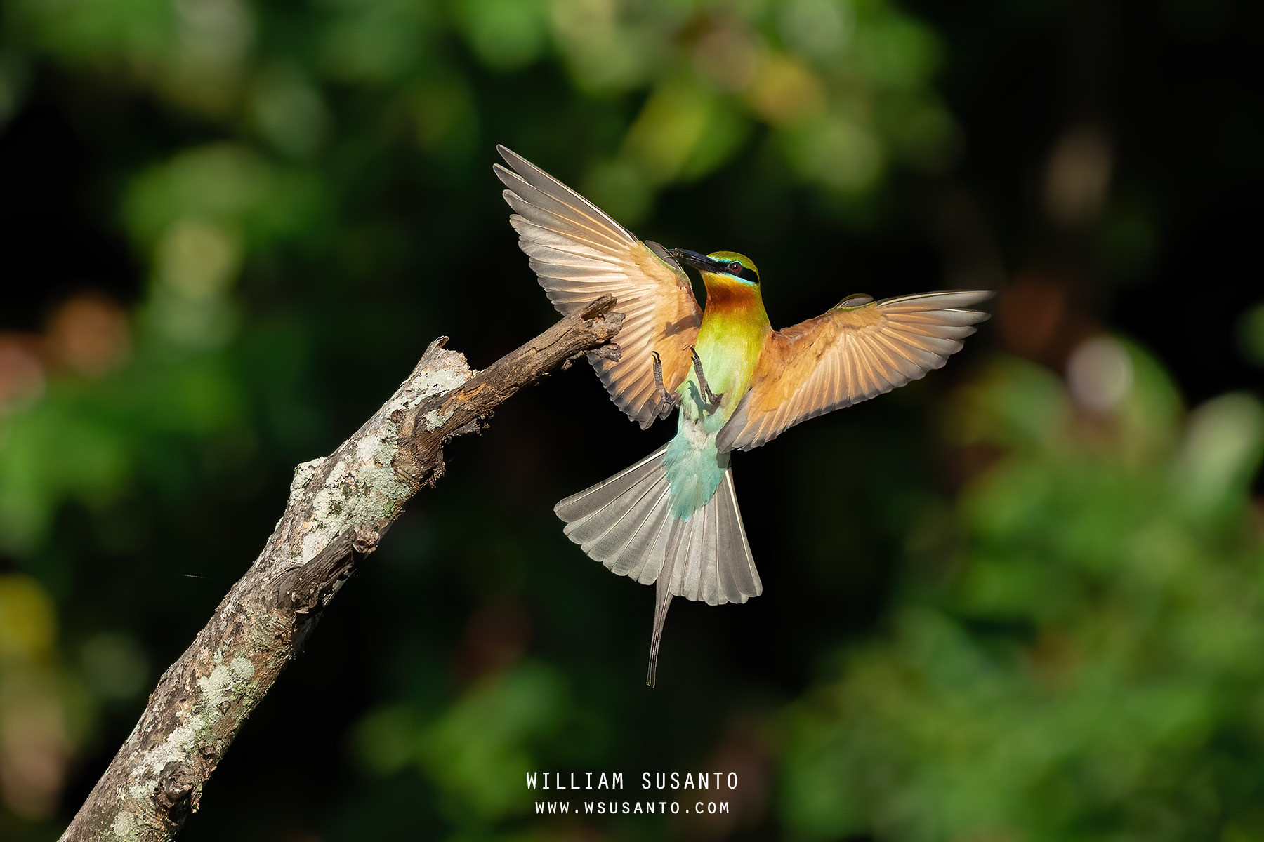 Blue-tailed Bee-Eater