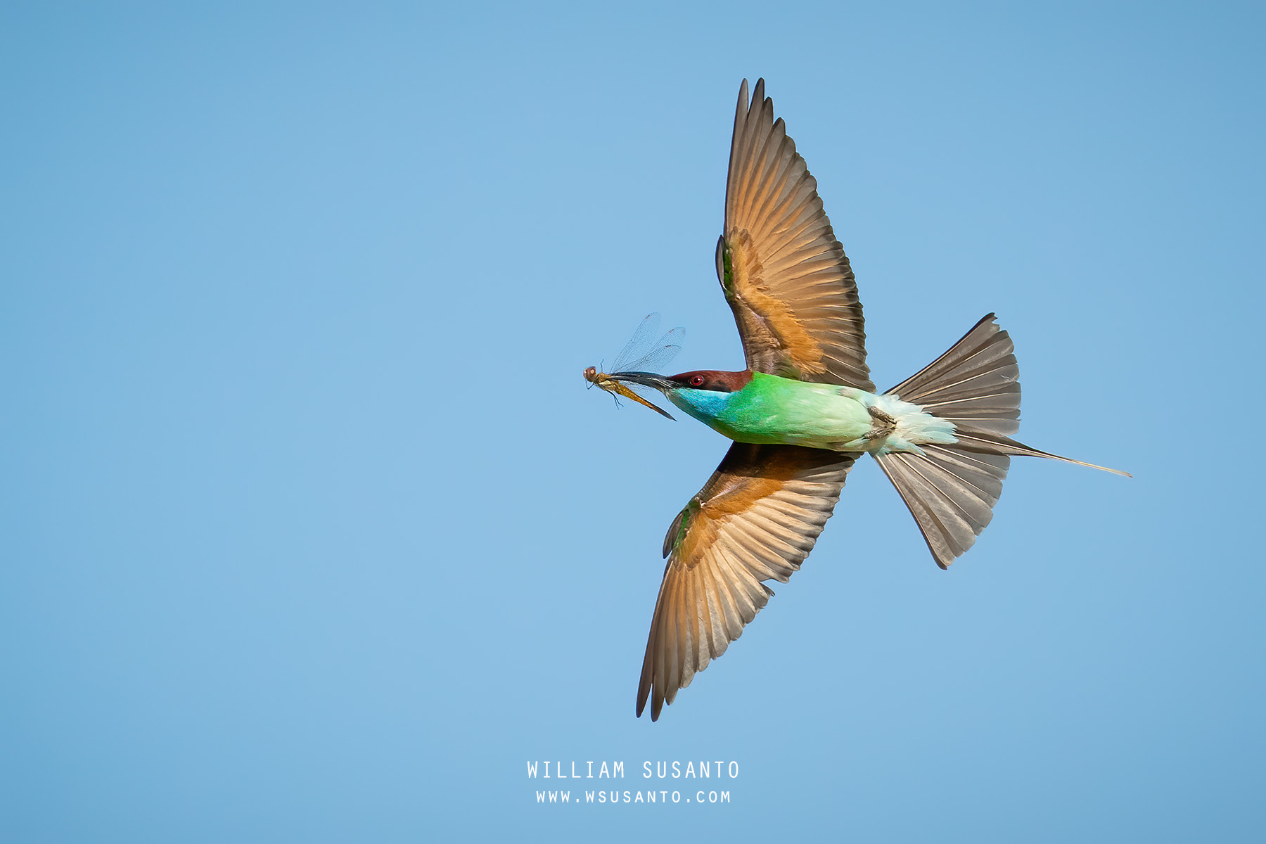 Blue-throated Bee-Eater