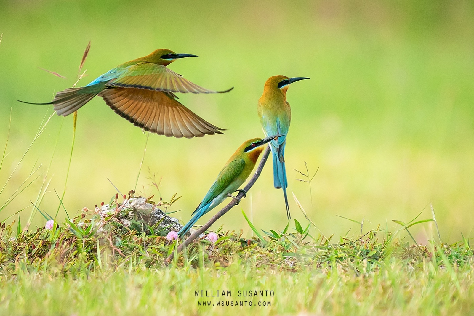 Blue-tailed Bee-Eaters