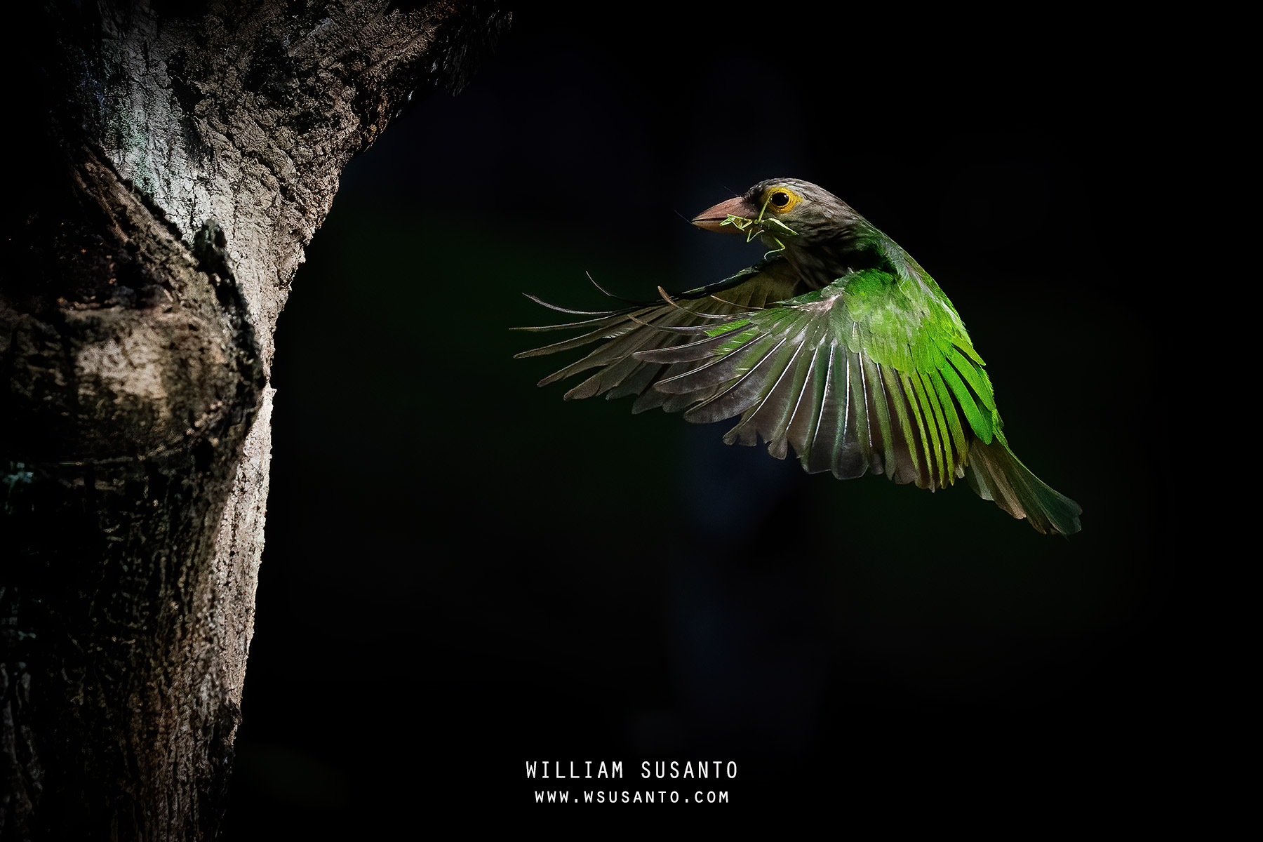 Lineated Barbet