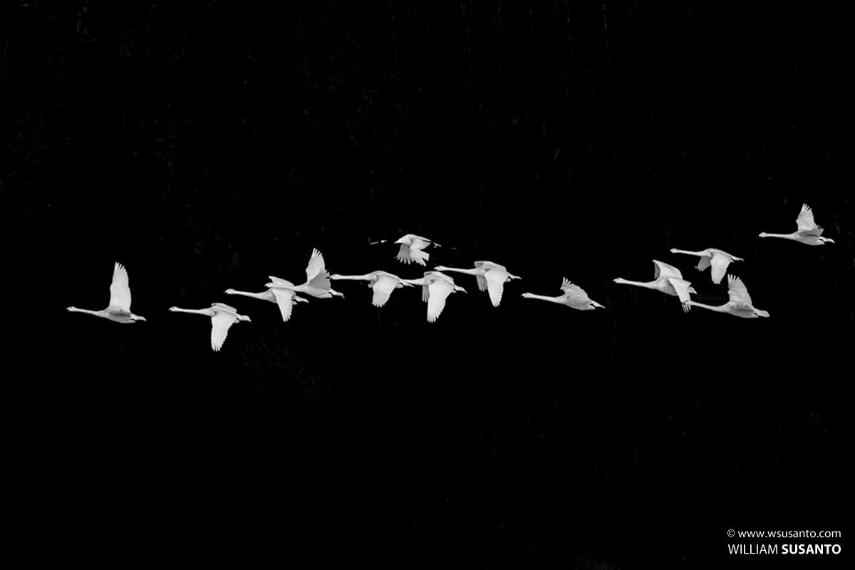 Crane Herding The Swans