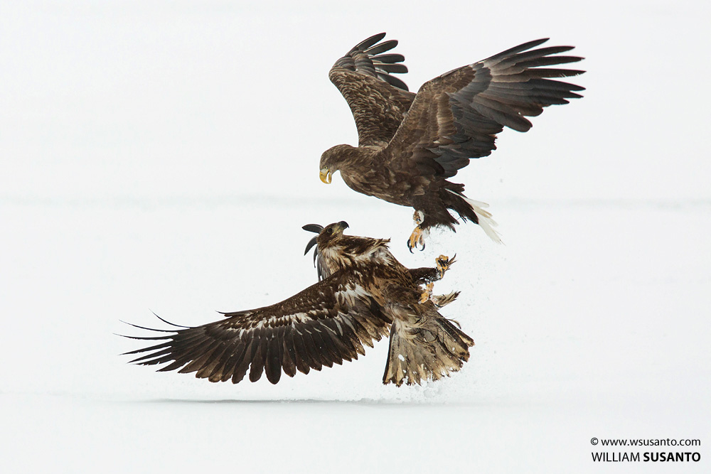 White-tailed Eagles