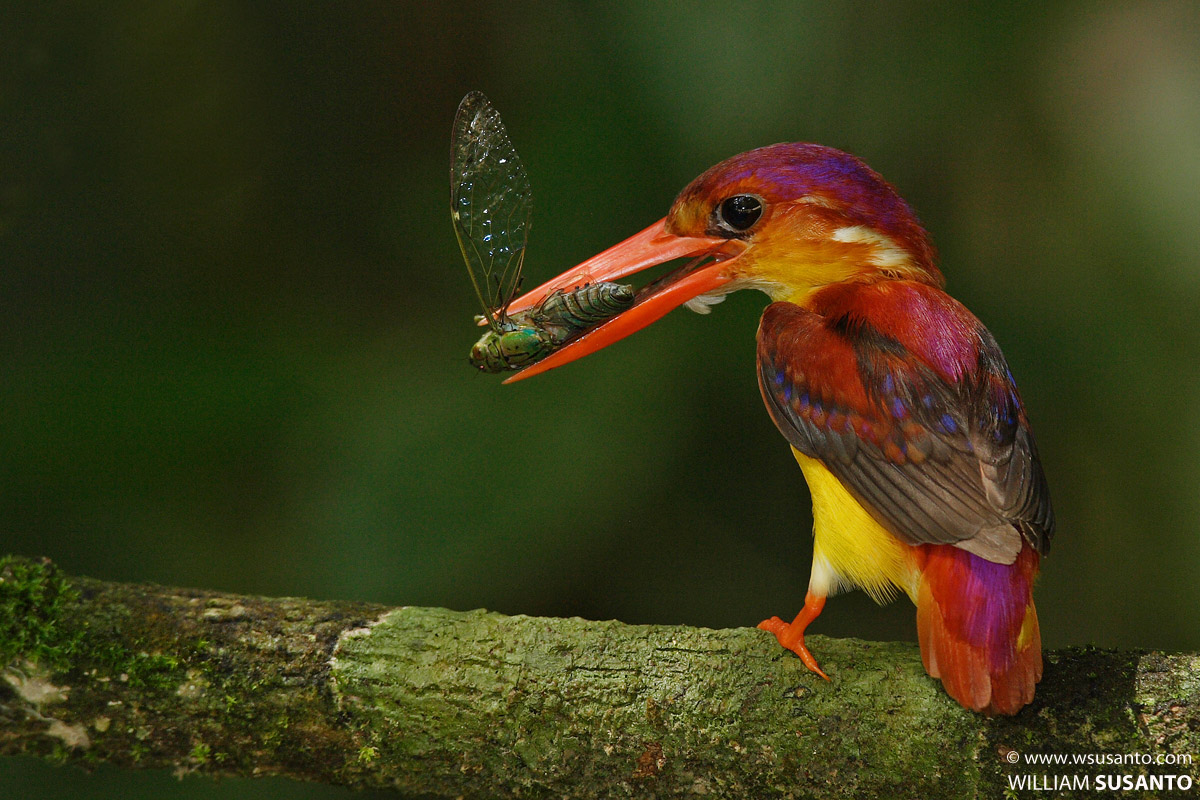 Oriental Dwarf Kingfisher