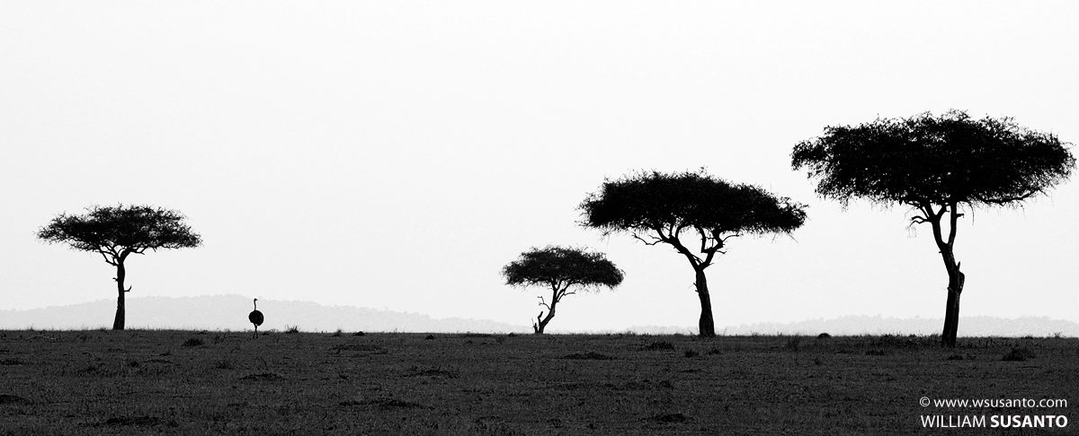 Common Ostrich