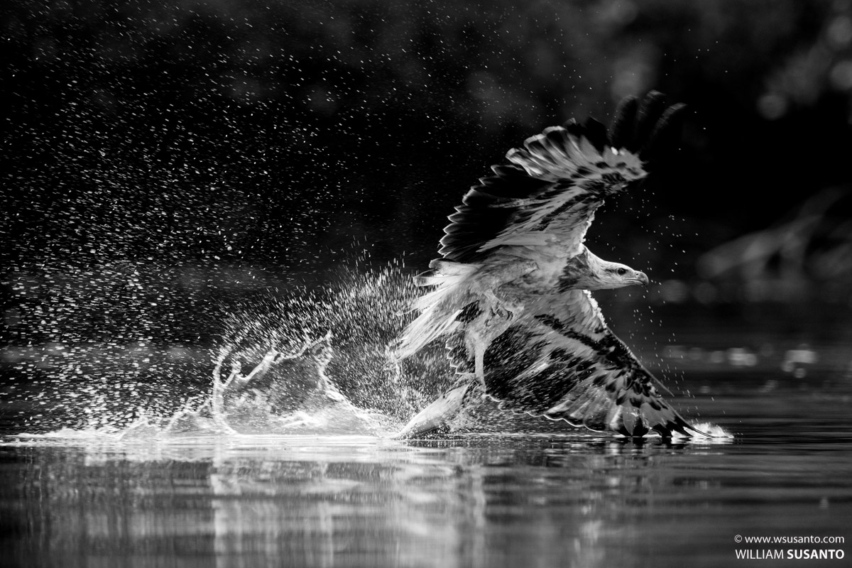 White-bellied Sea-eagle Hunting