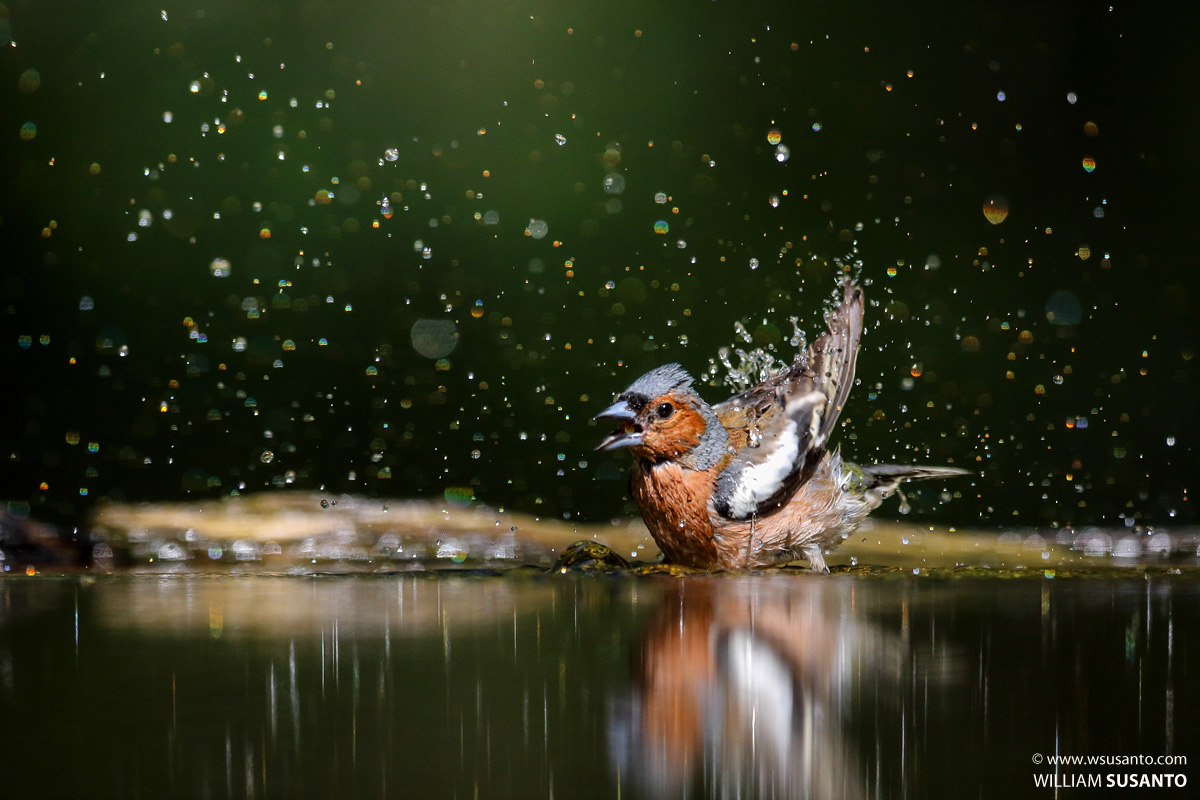 Cool Bath!