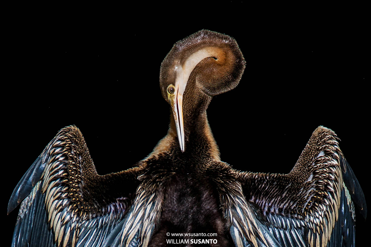 Preening & Pruning