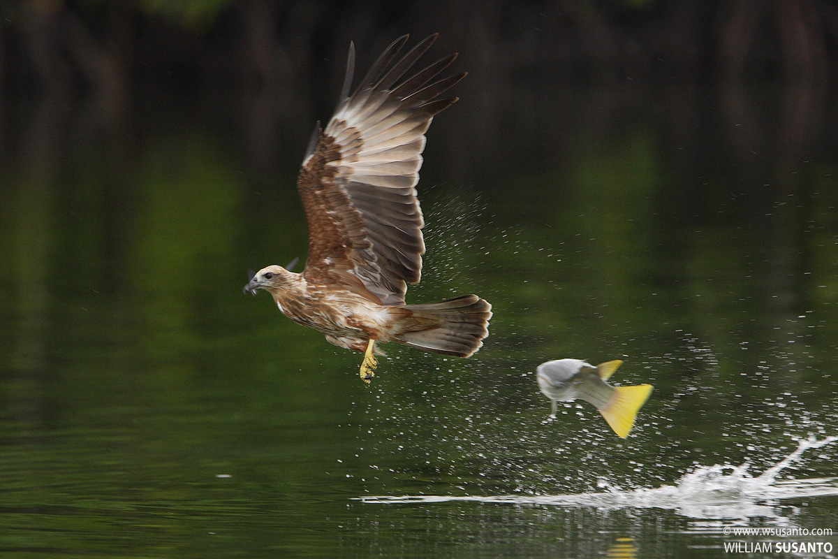 Brahminy Kite