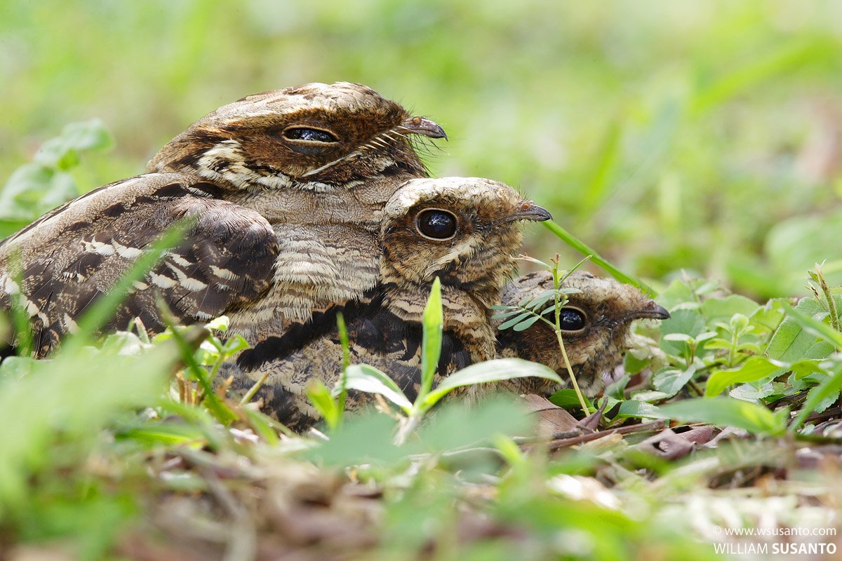 Large-tailed Nightjars