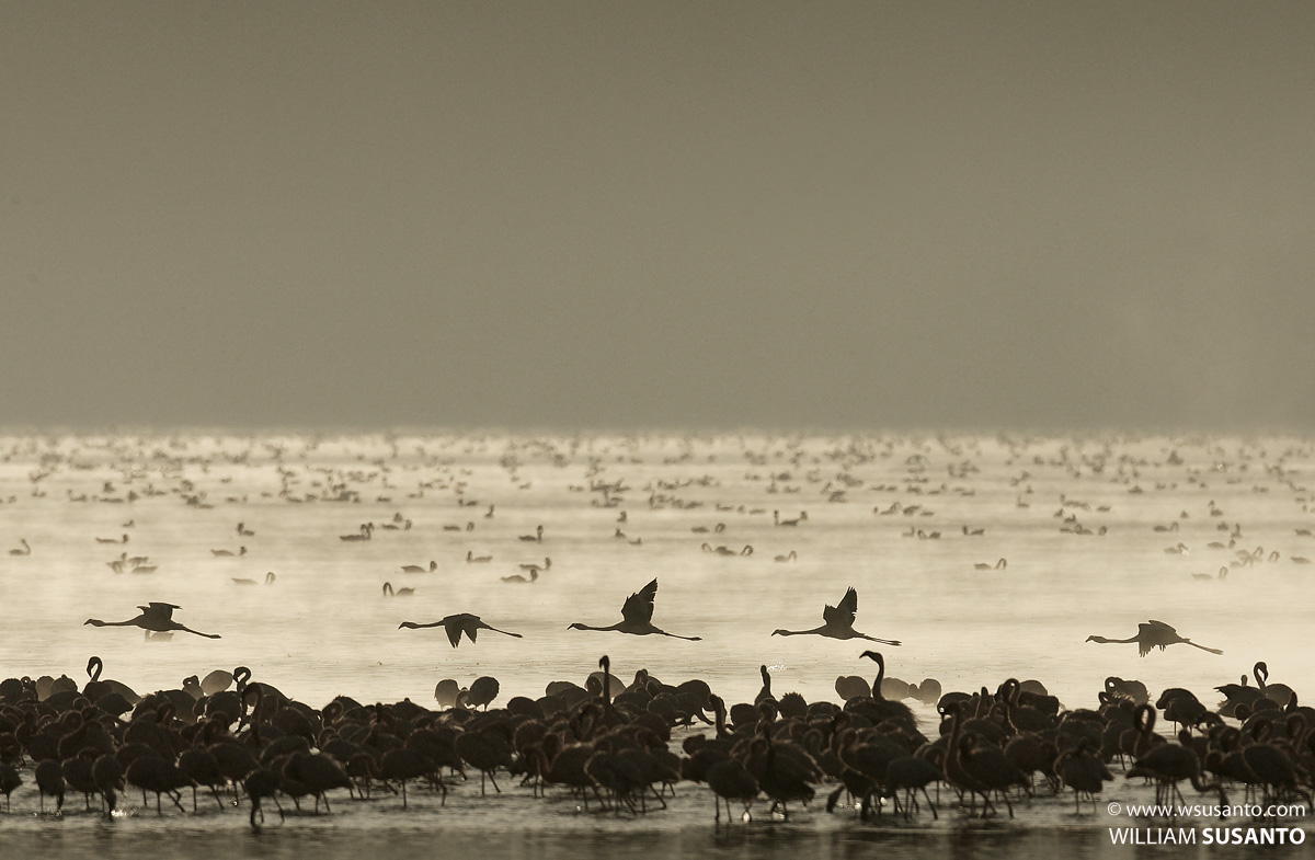 Flamingos