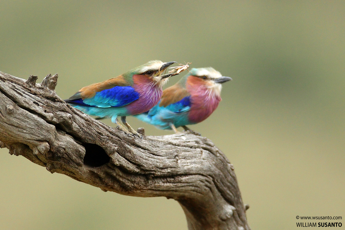 Lilac-breasted Roller Hunting