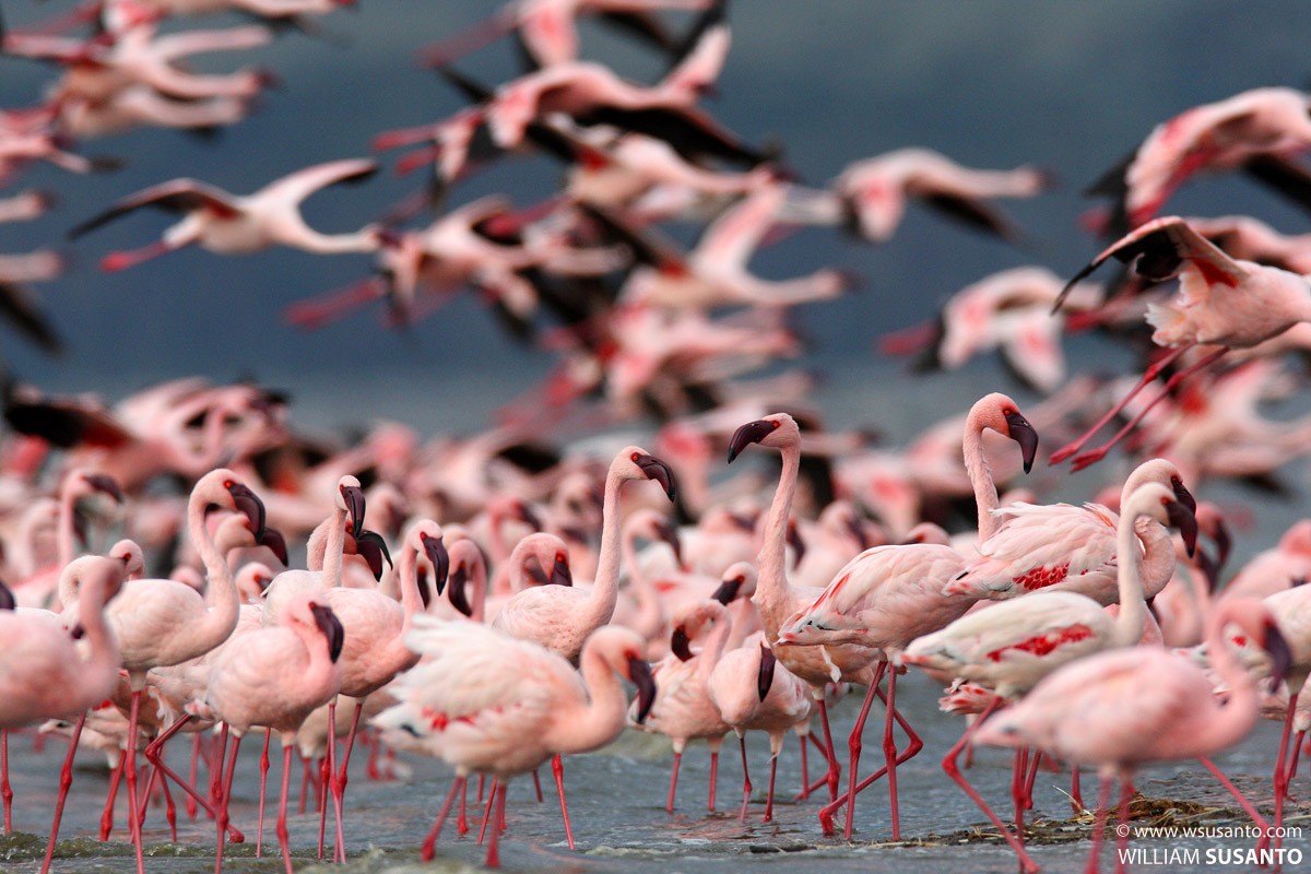 Sea of Pink