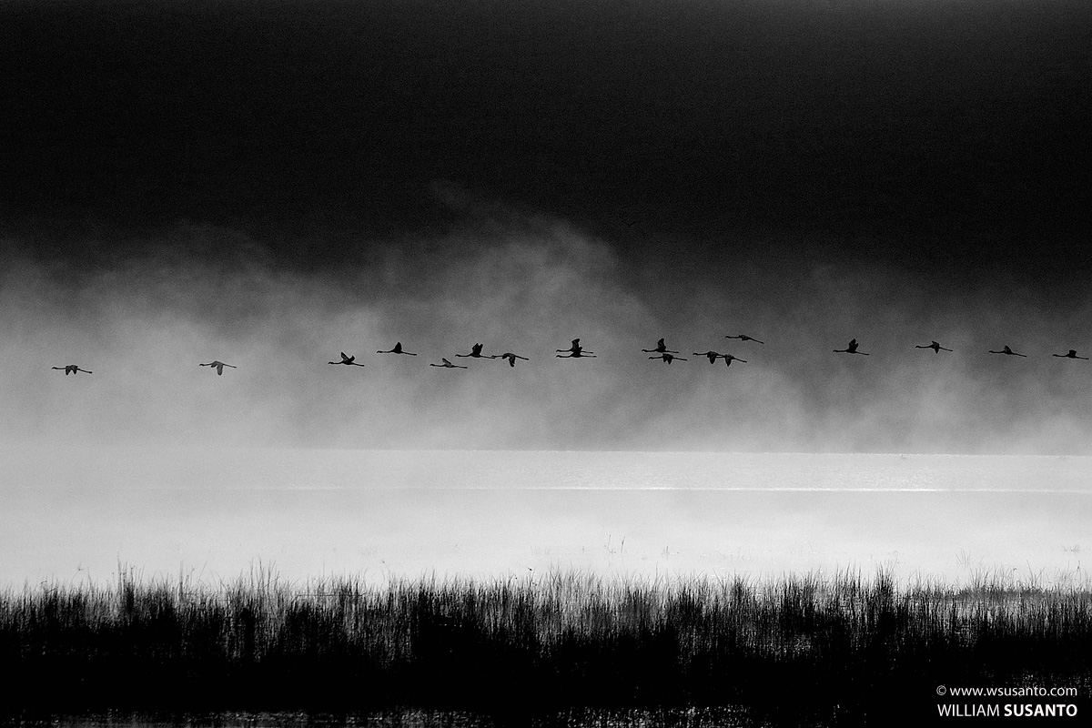 Flamingos