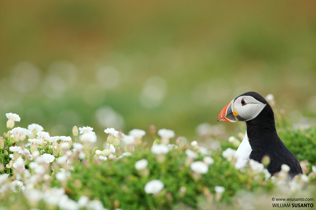 Puffin + Wild Flowers