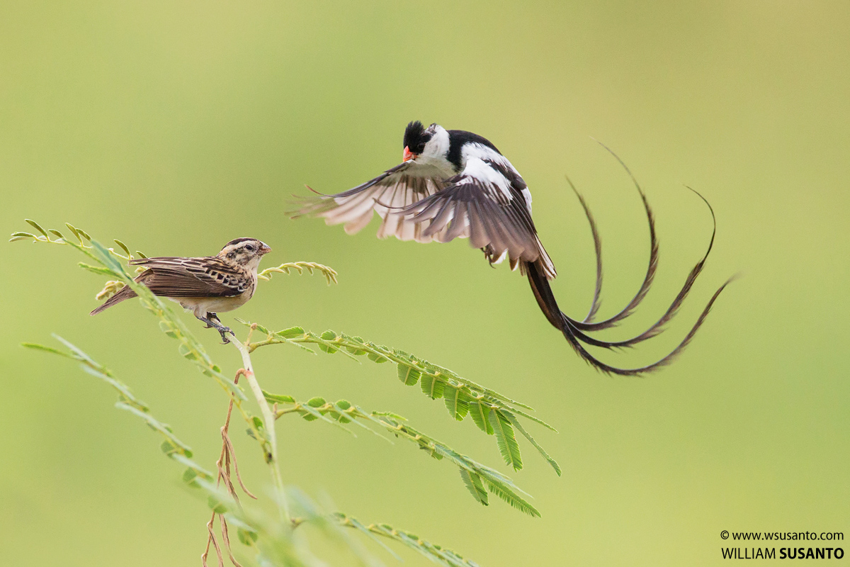 Pin-tailed Whydah