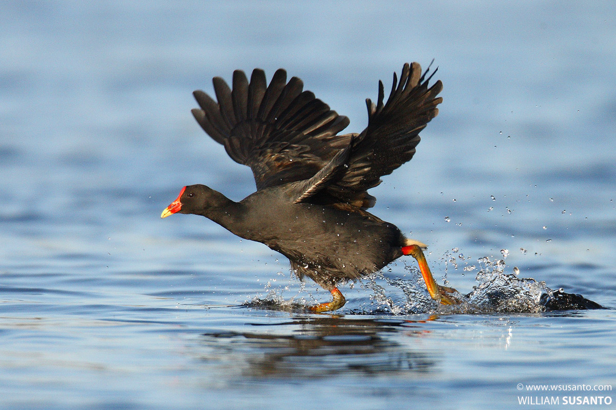 Swamphen