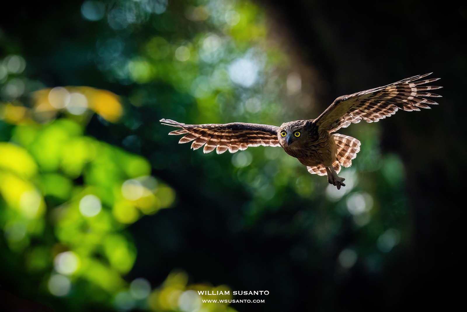 Buffy Fish Owl