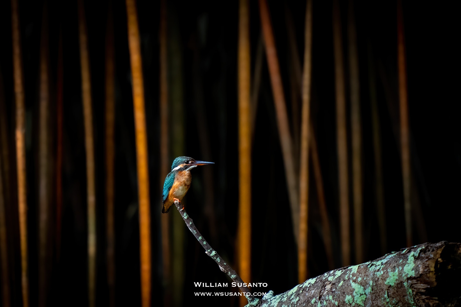Common Kingfisher