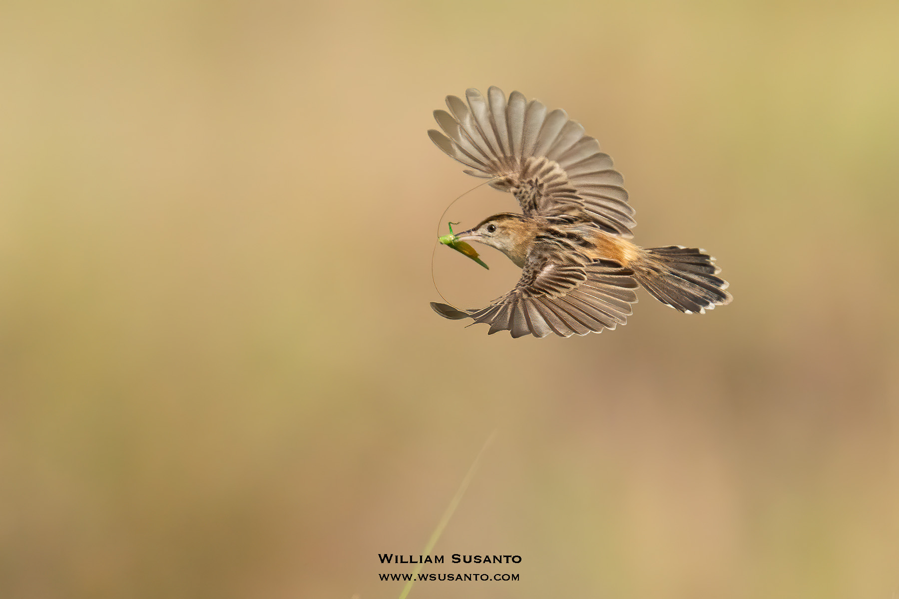 Zitting Cisticola