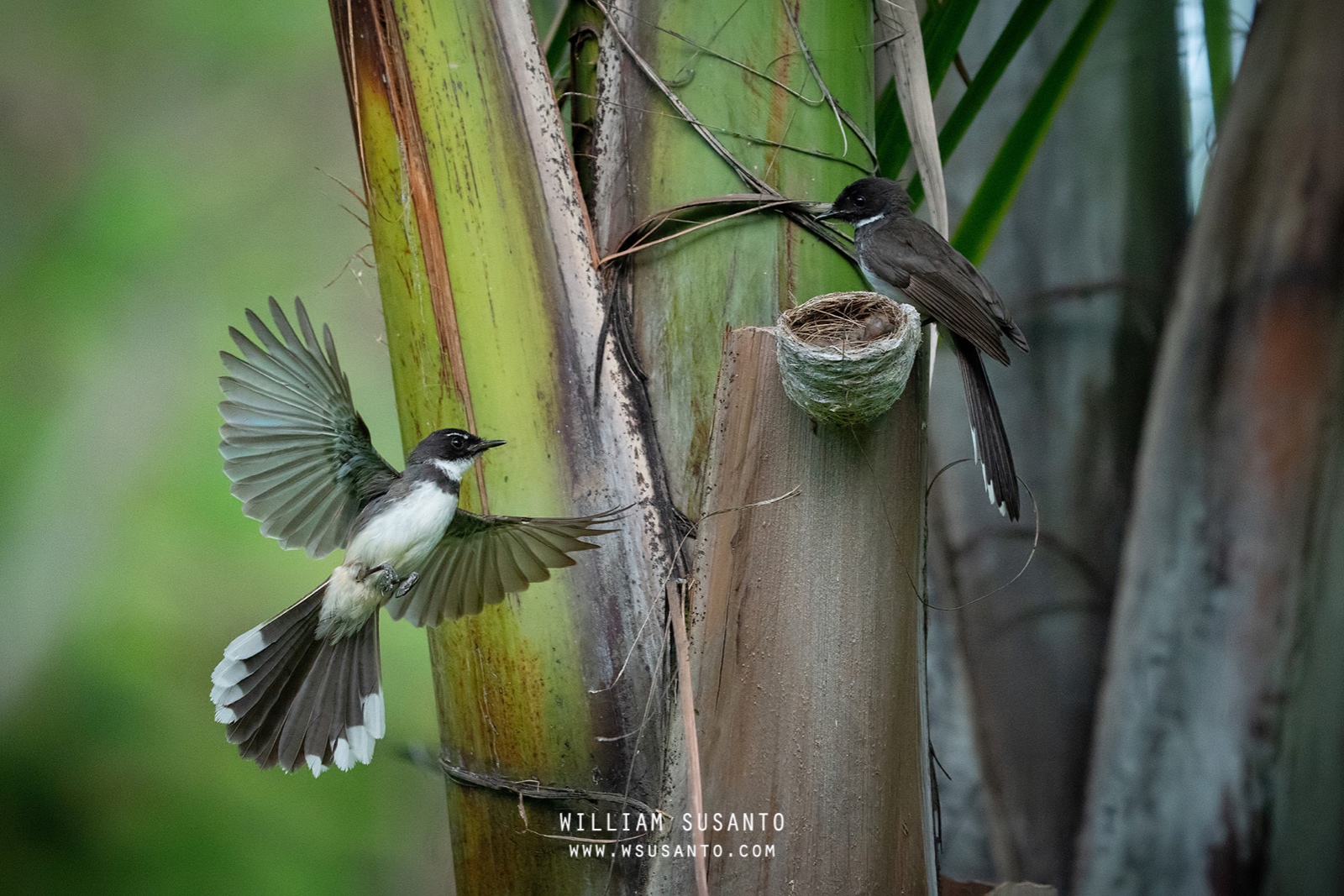 Pied Fantail