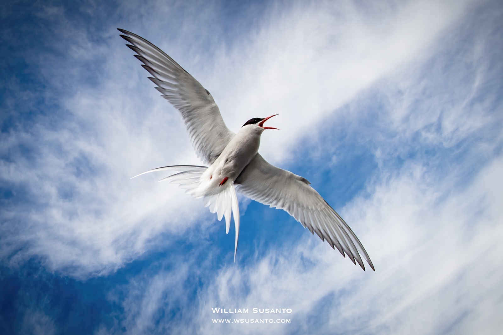 Arctic Tern