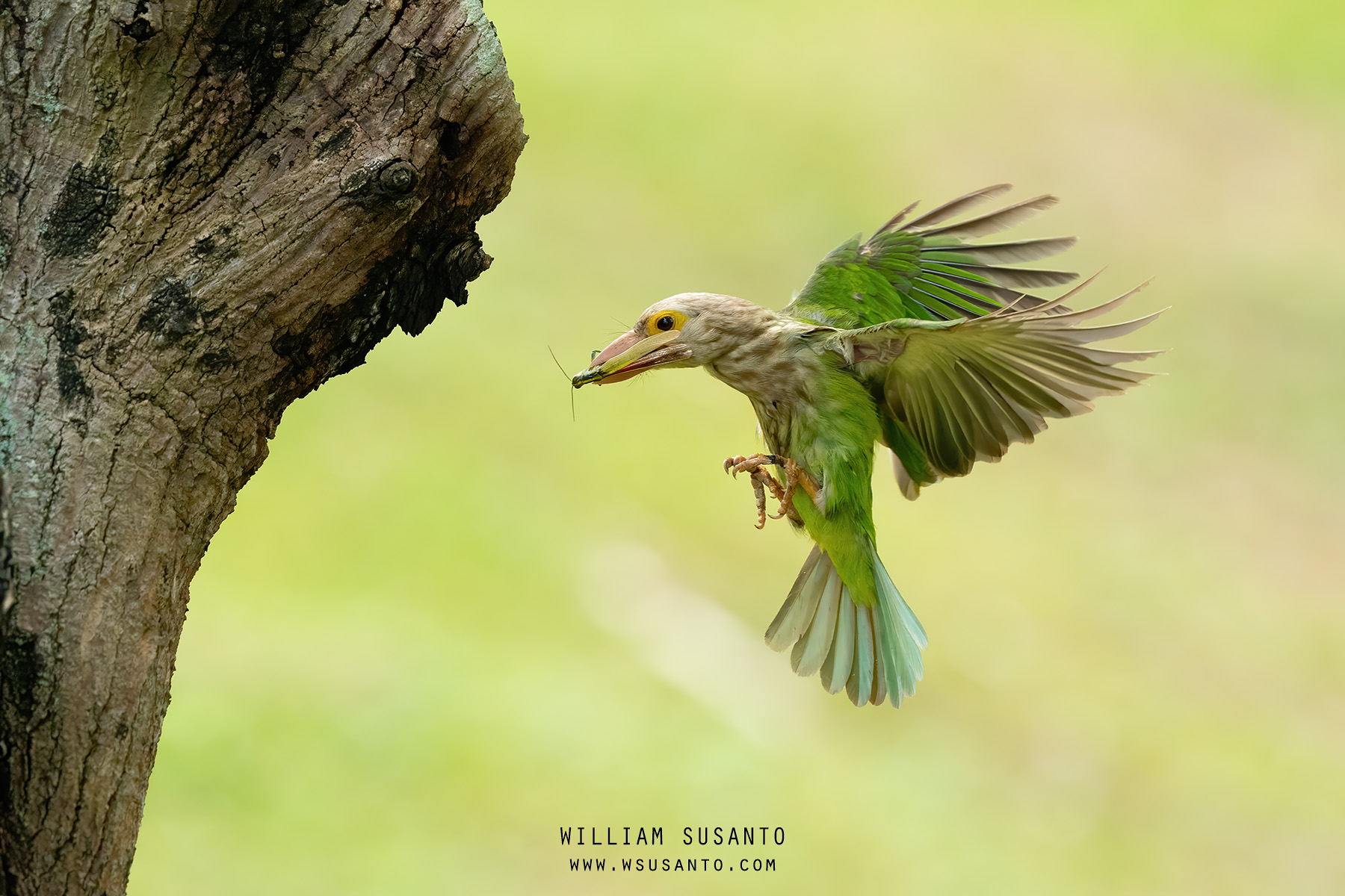 Lineated Barbet