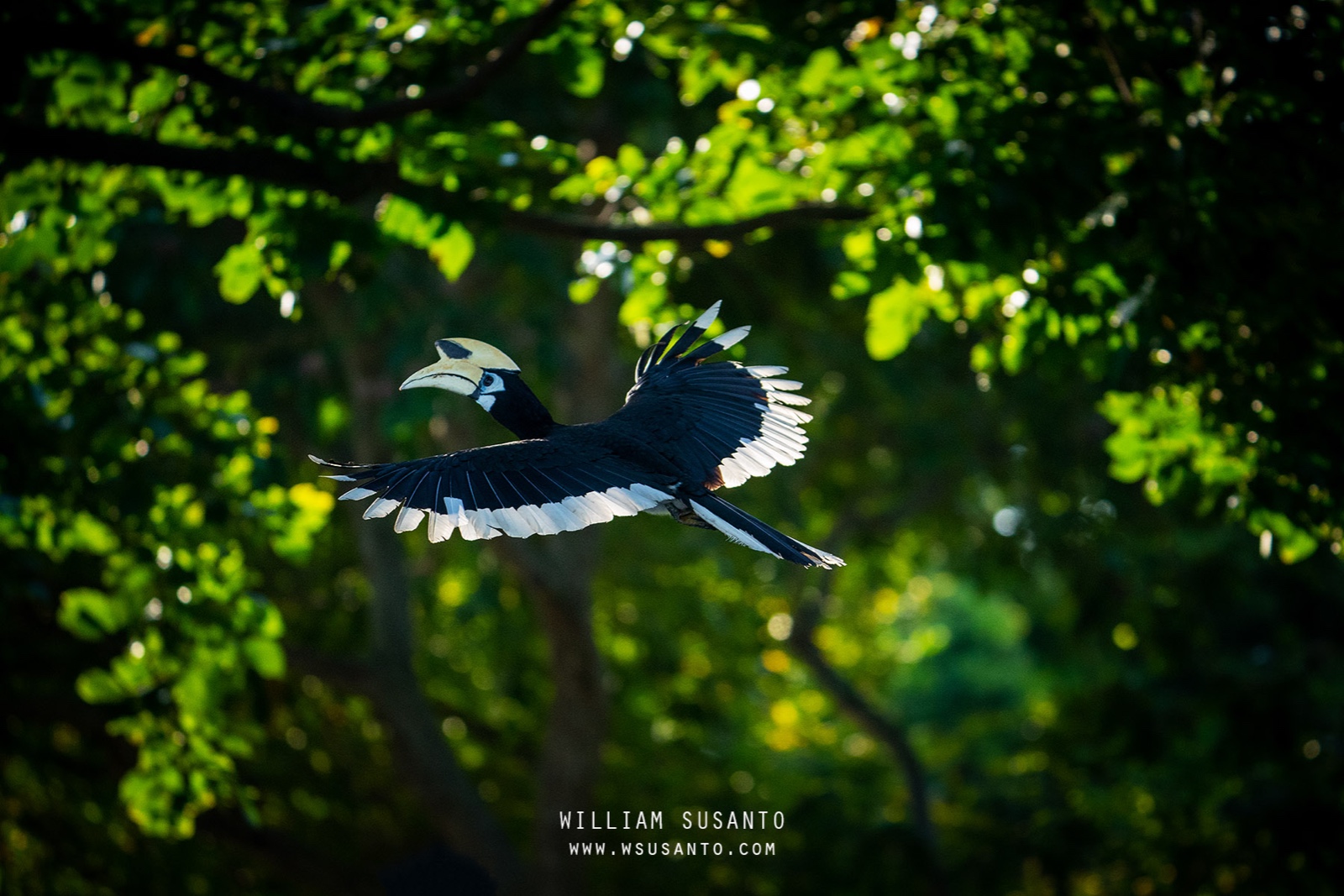 Oriental Pied Hornbill