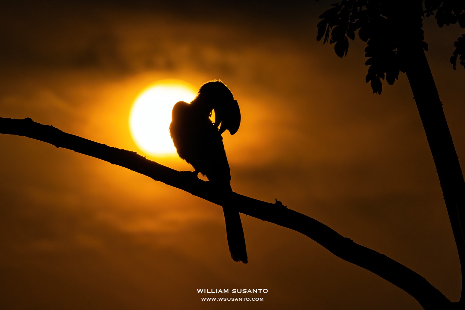 Oriental Pied-hornbill