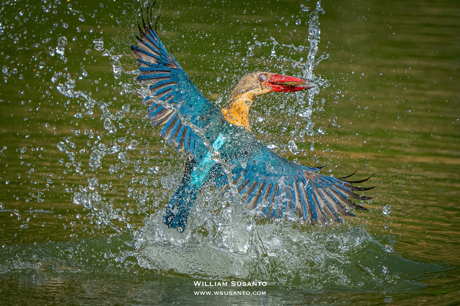 Stork-billed Kingfisher