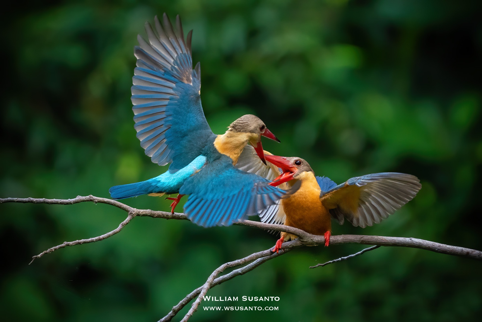 Stork-billed Kingfishers