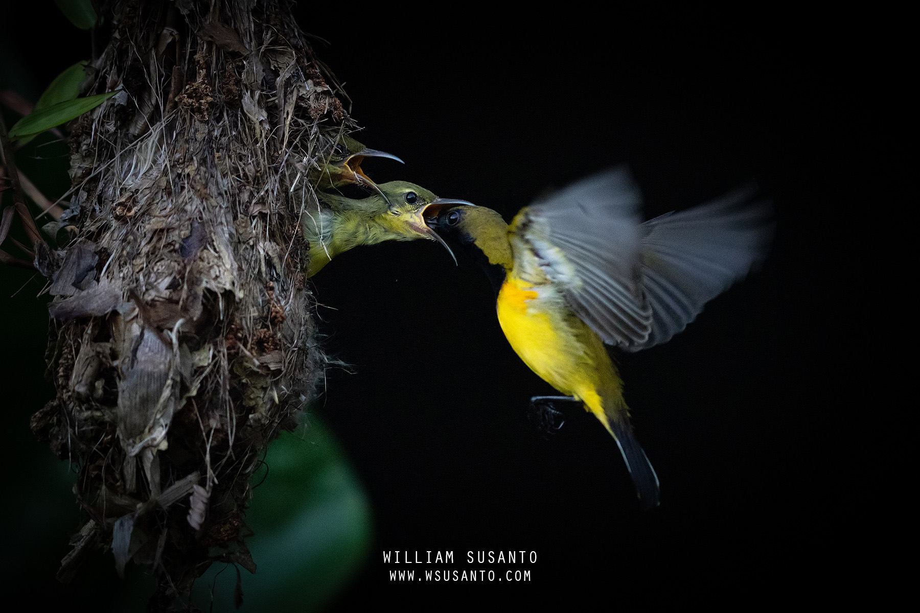 Olive-backed Sunbird