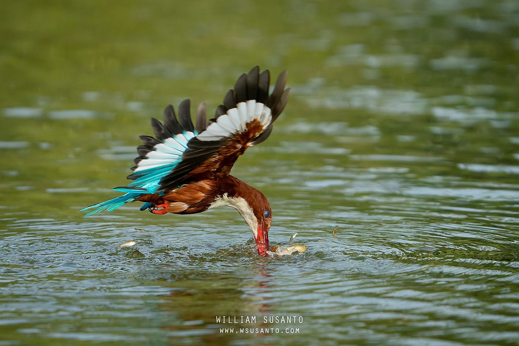White-throated Kingfisher