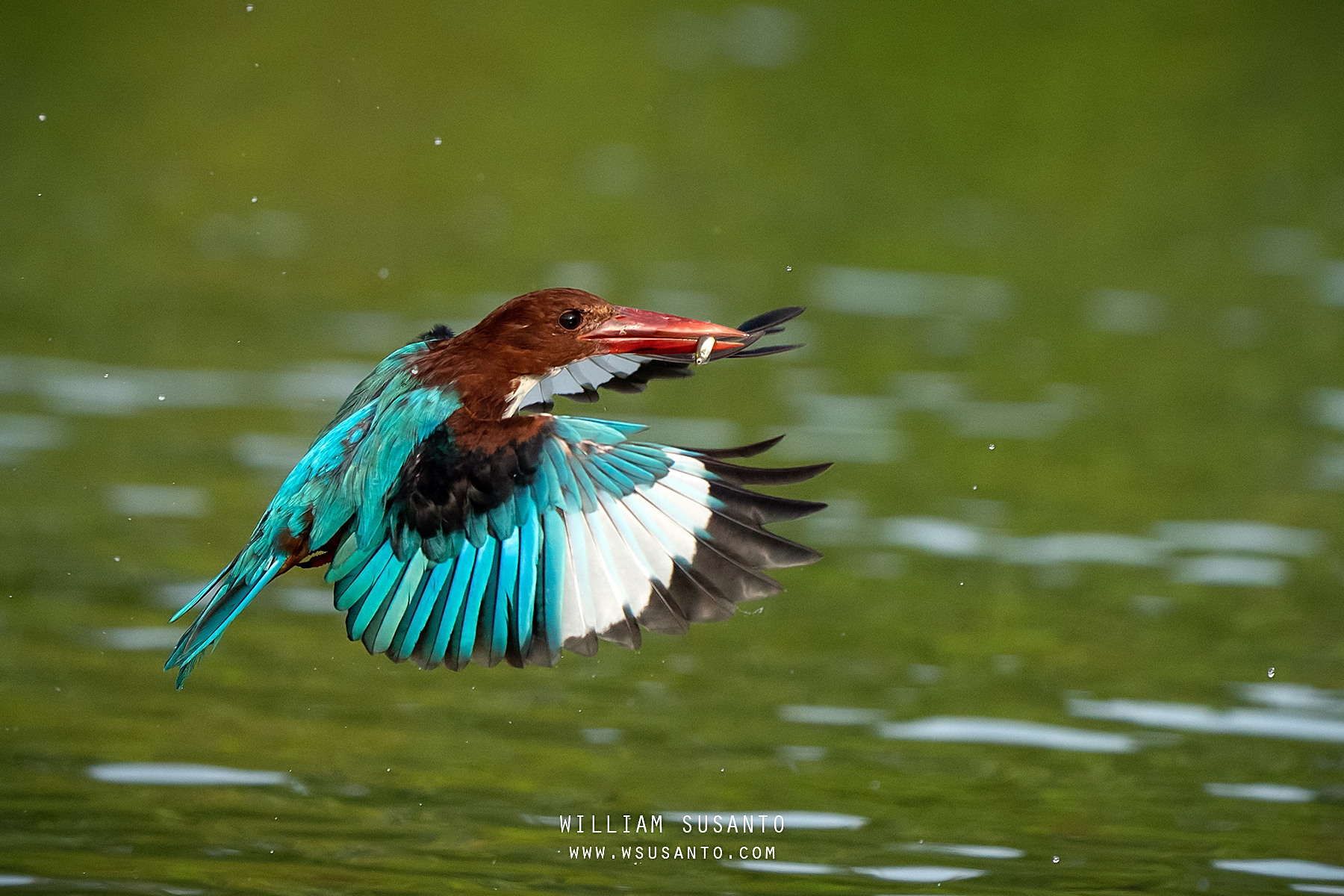 White-throated Kingfisher