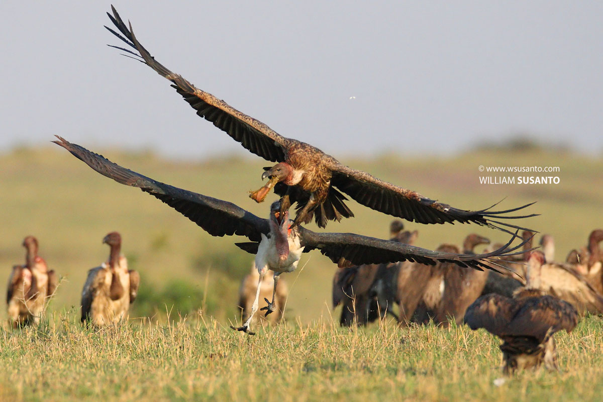 Vulture vs Maribou Stork