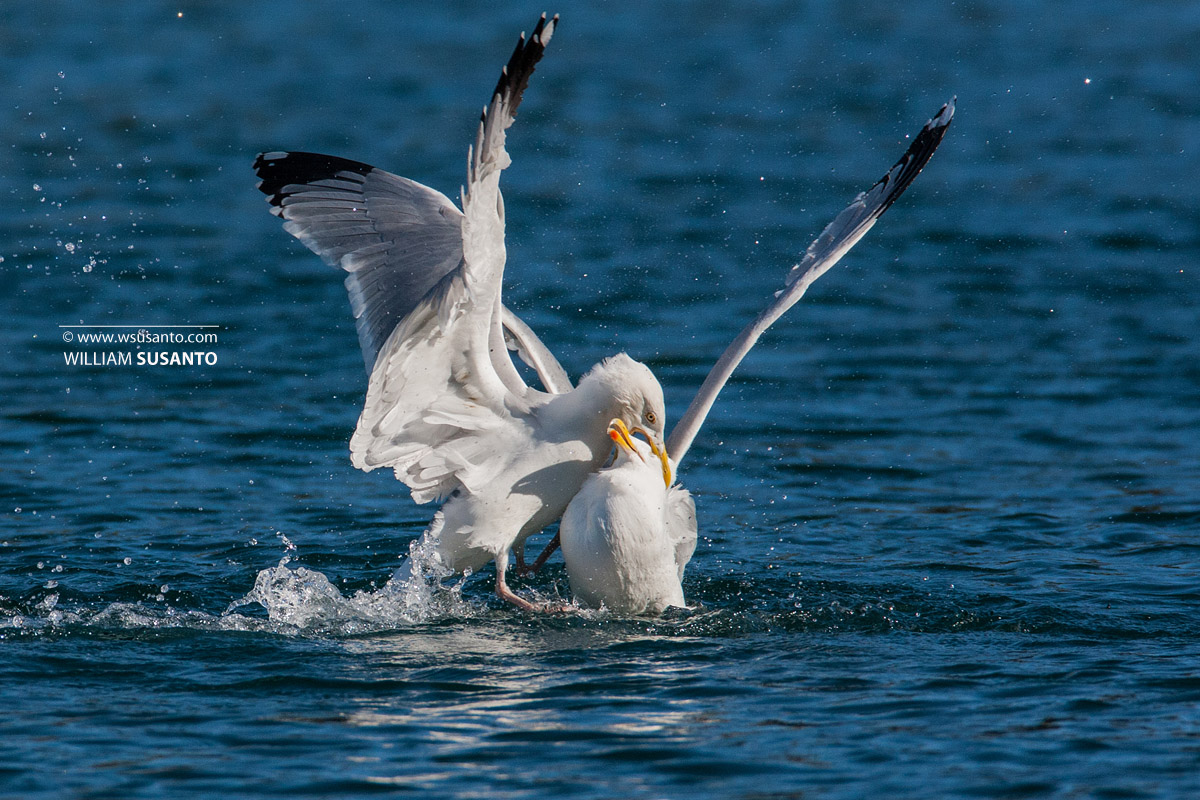 Totally Pwned!!
