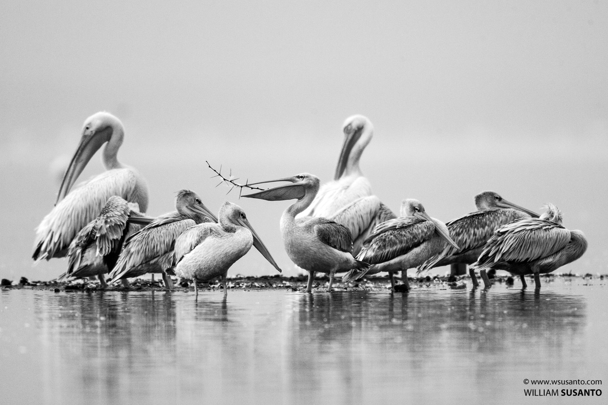 Great White Pelicans