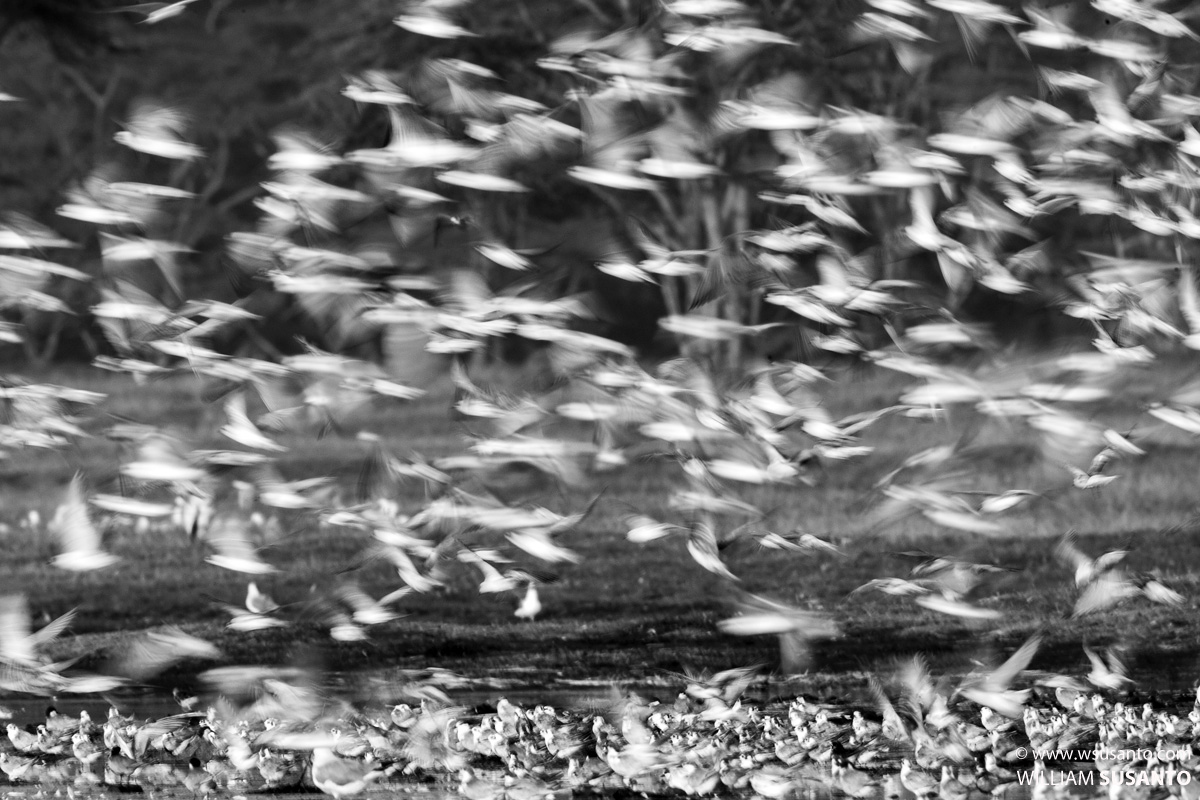 Birds Of A Feather Flock Together