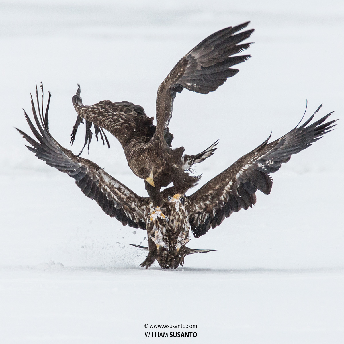 White-tailed Eagles