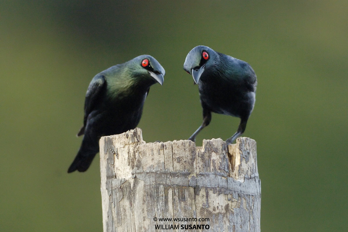 Asian Glossy Starlings