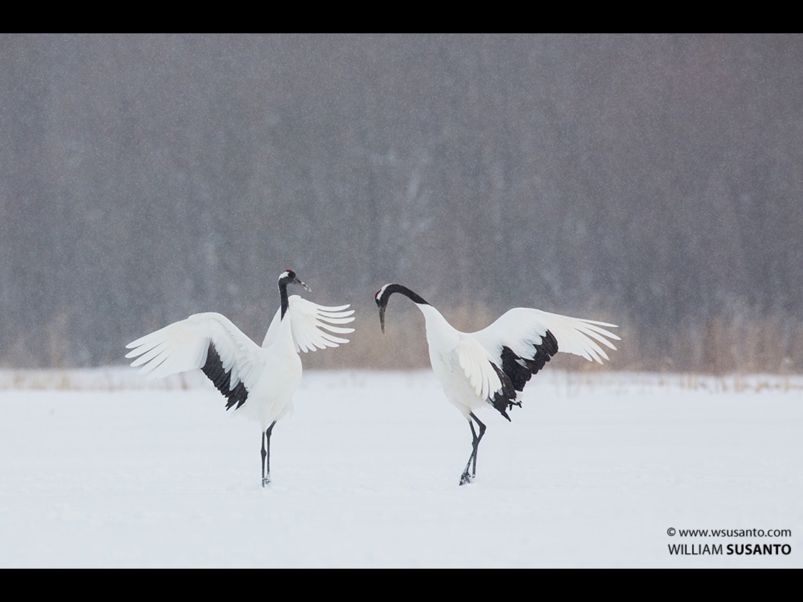 Mating Dance