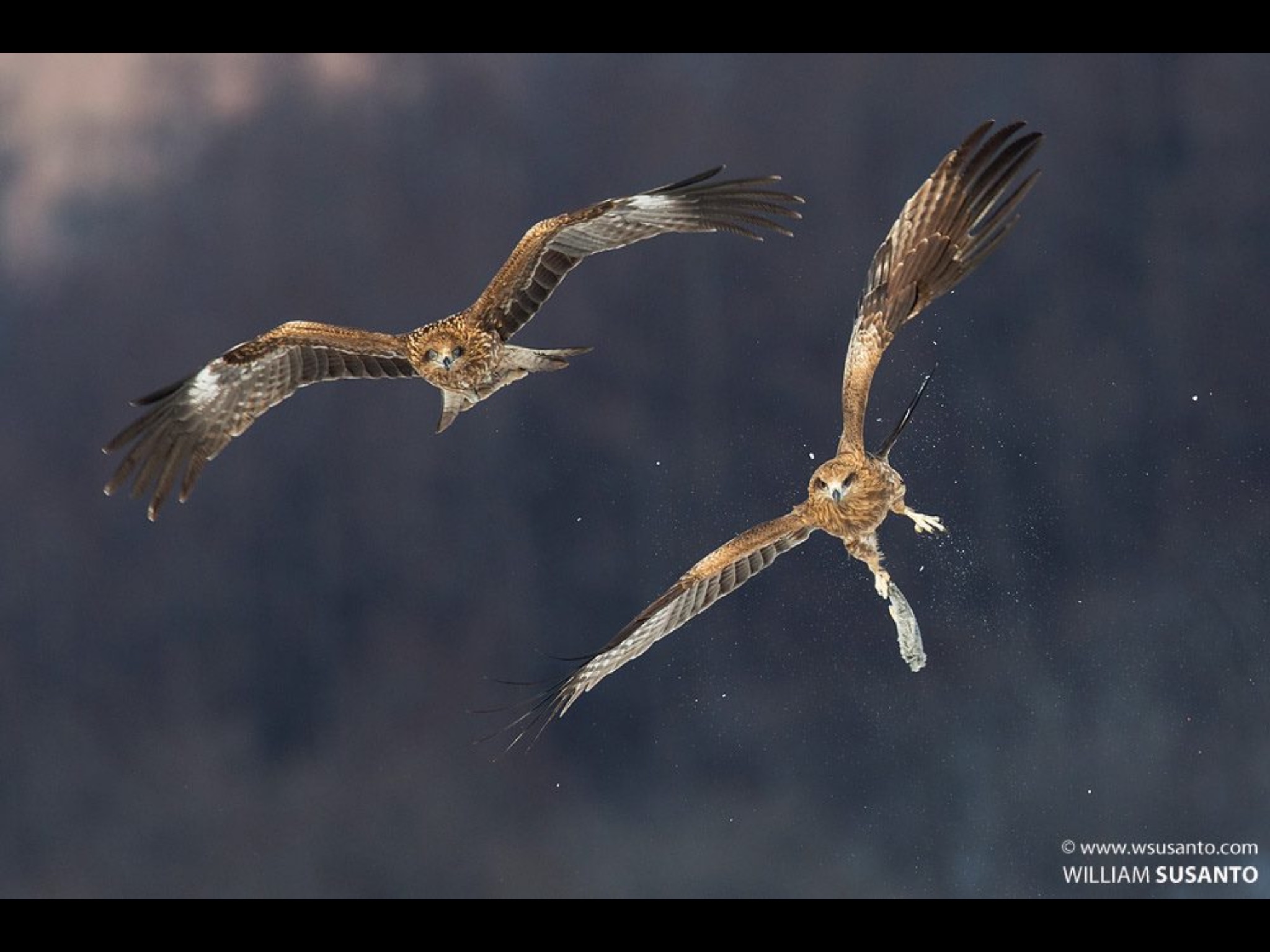 Black Kites