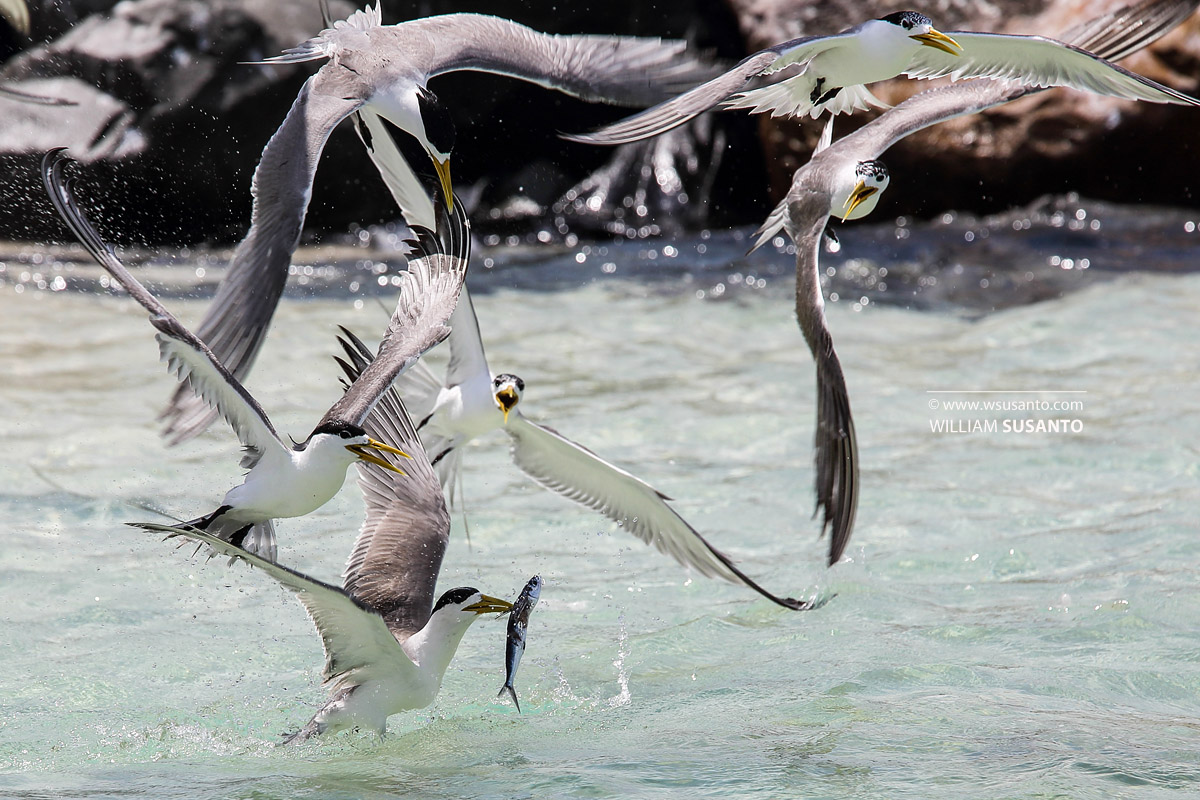 Crested Terns