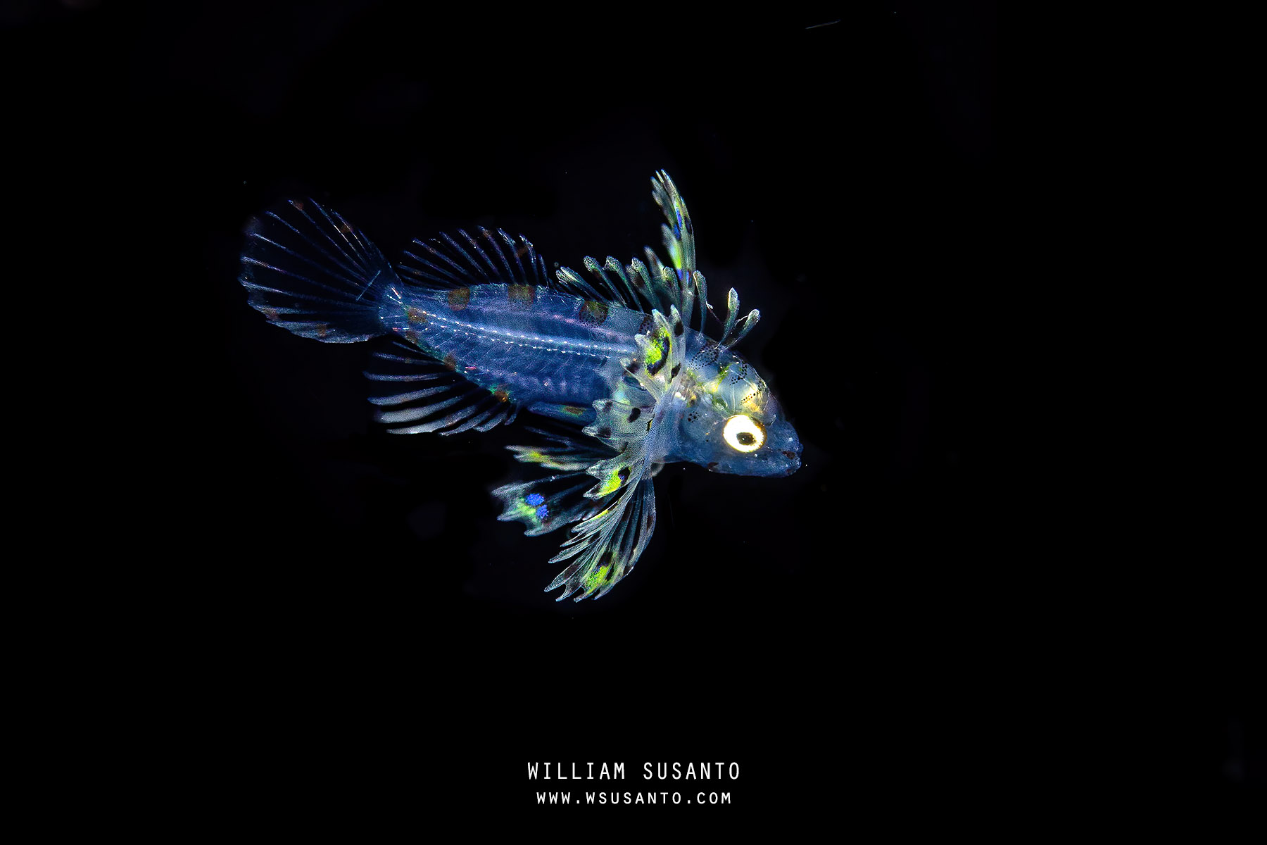 Lionfish Larva