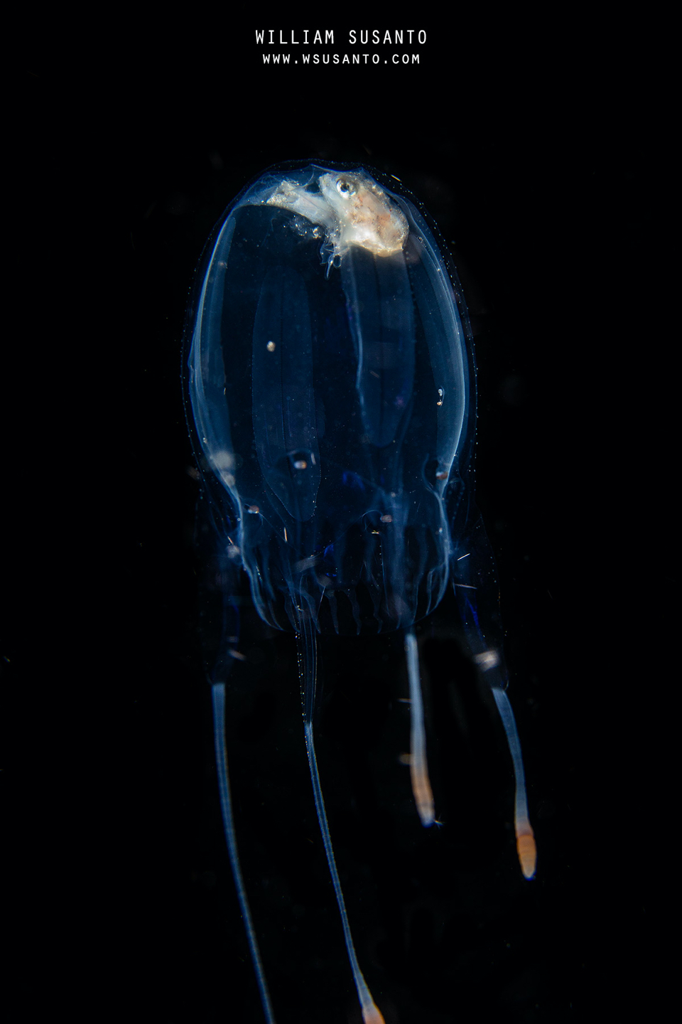 Box Jellyfish Digesting Drift Fish
