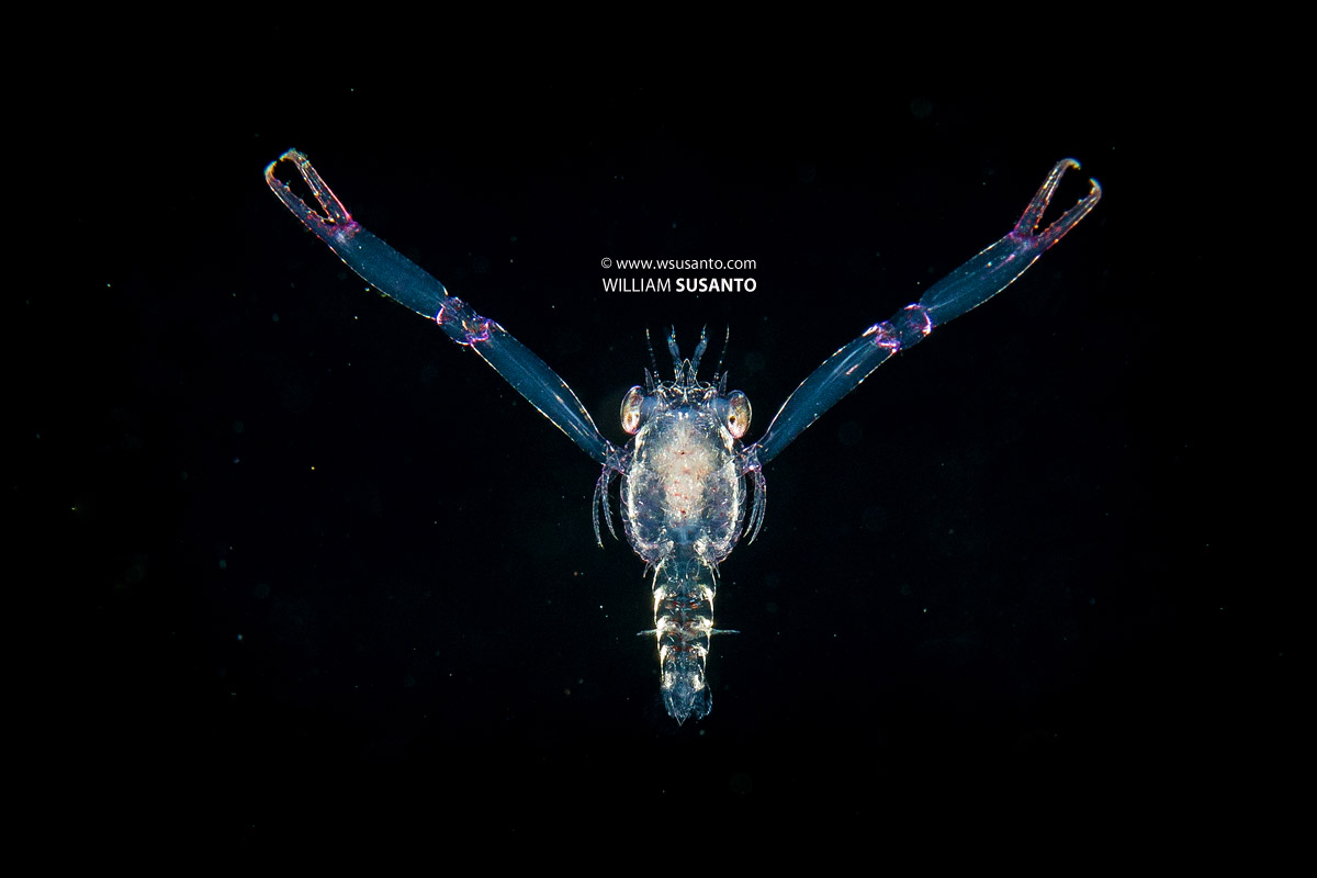 Pelagic Shrimp