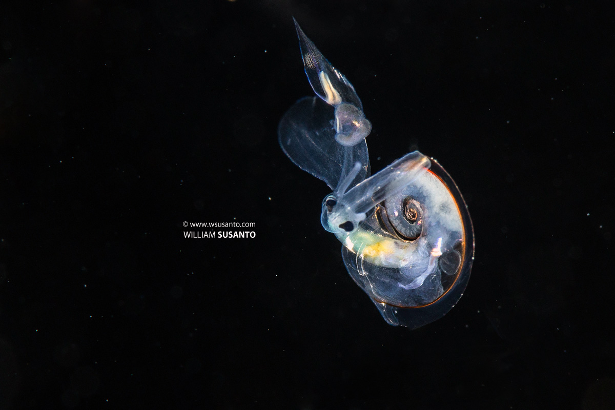 Heteropod- Atlanta Peronii