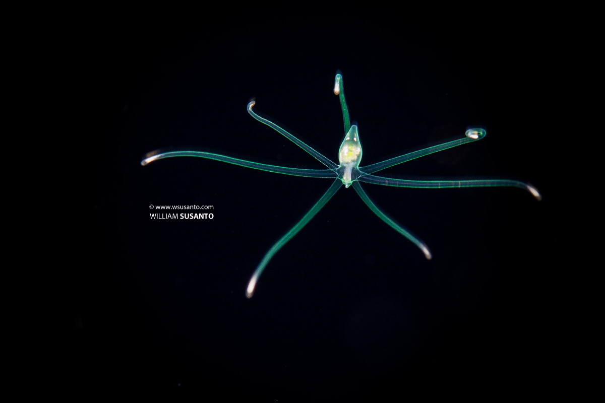 Tube Anemone