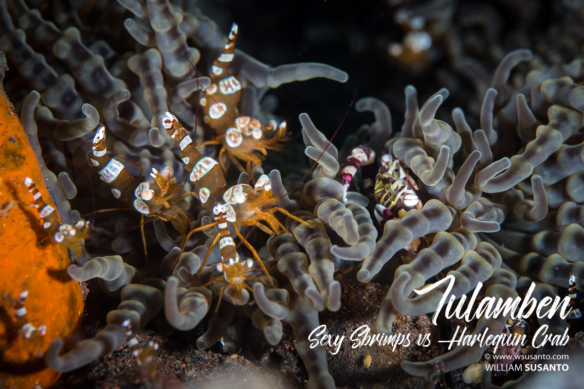 Sexy Shrimps vs Harlequin Crab