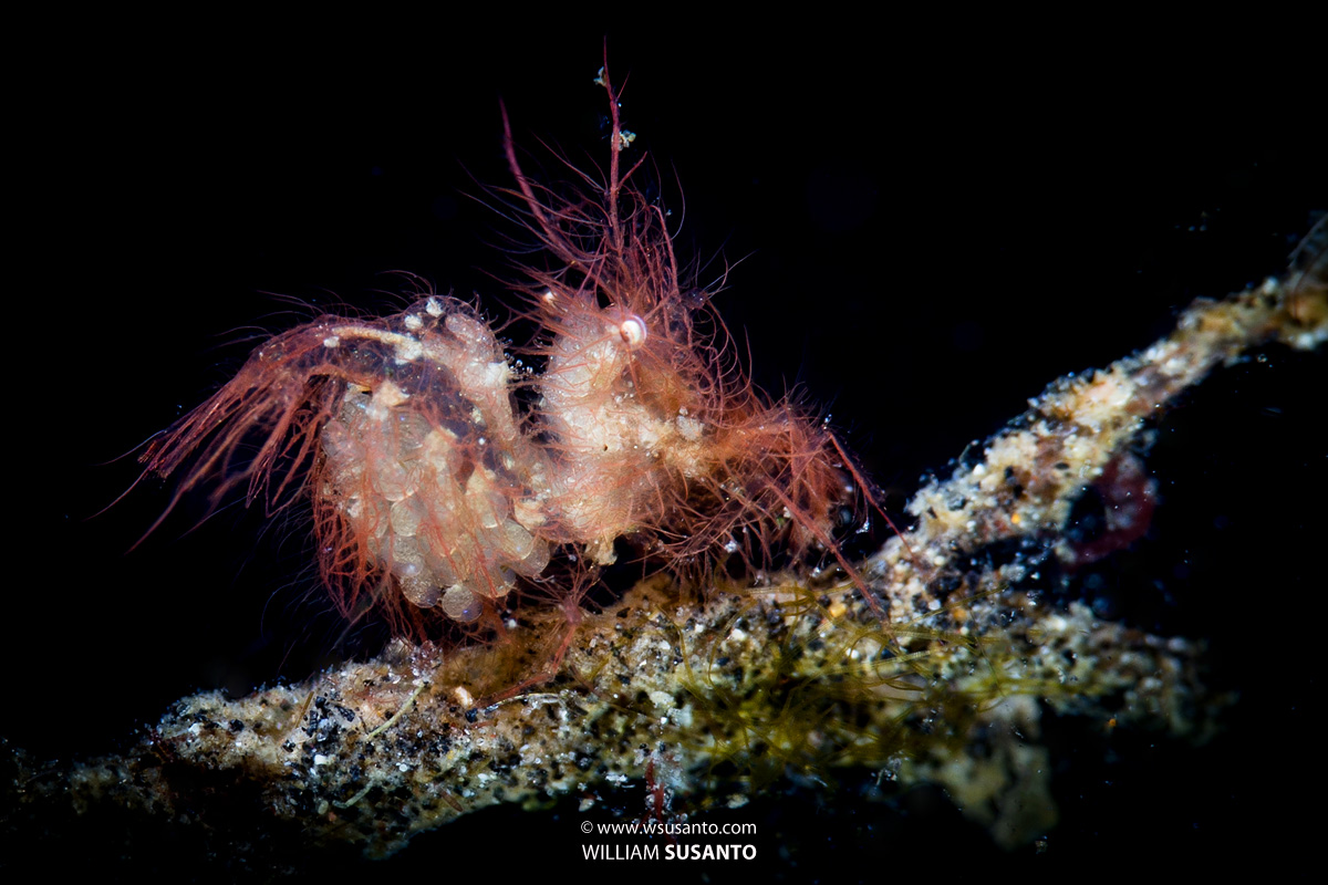 Hairy Shrimp