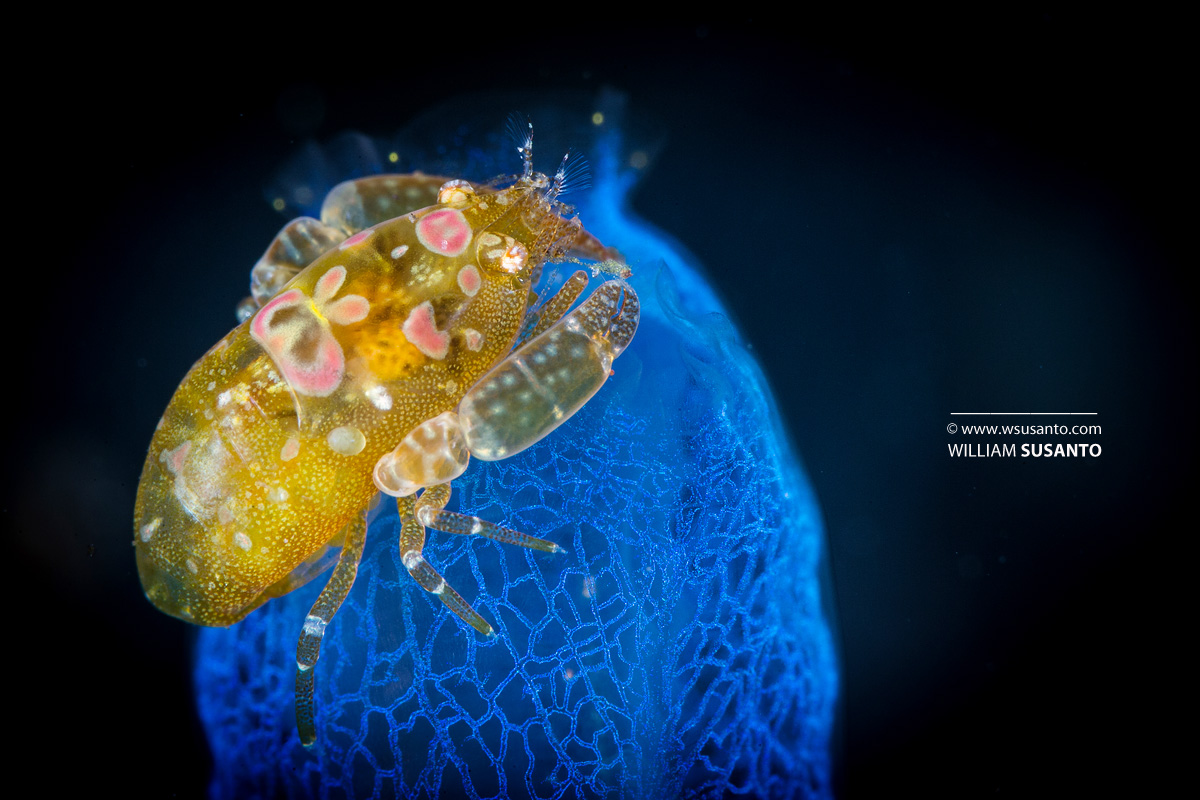 Turnicate Shrimp